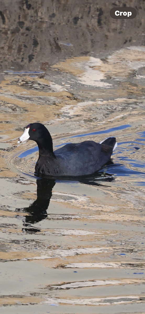 American Coot - ML644247563