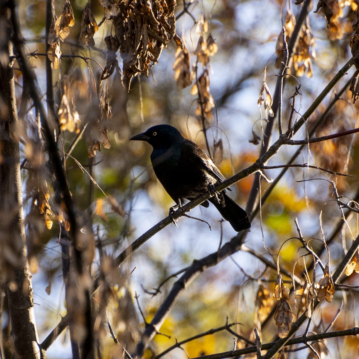 glanstrupial - ML644247583