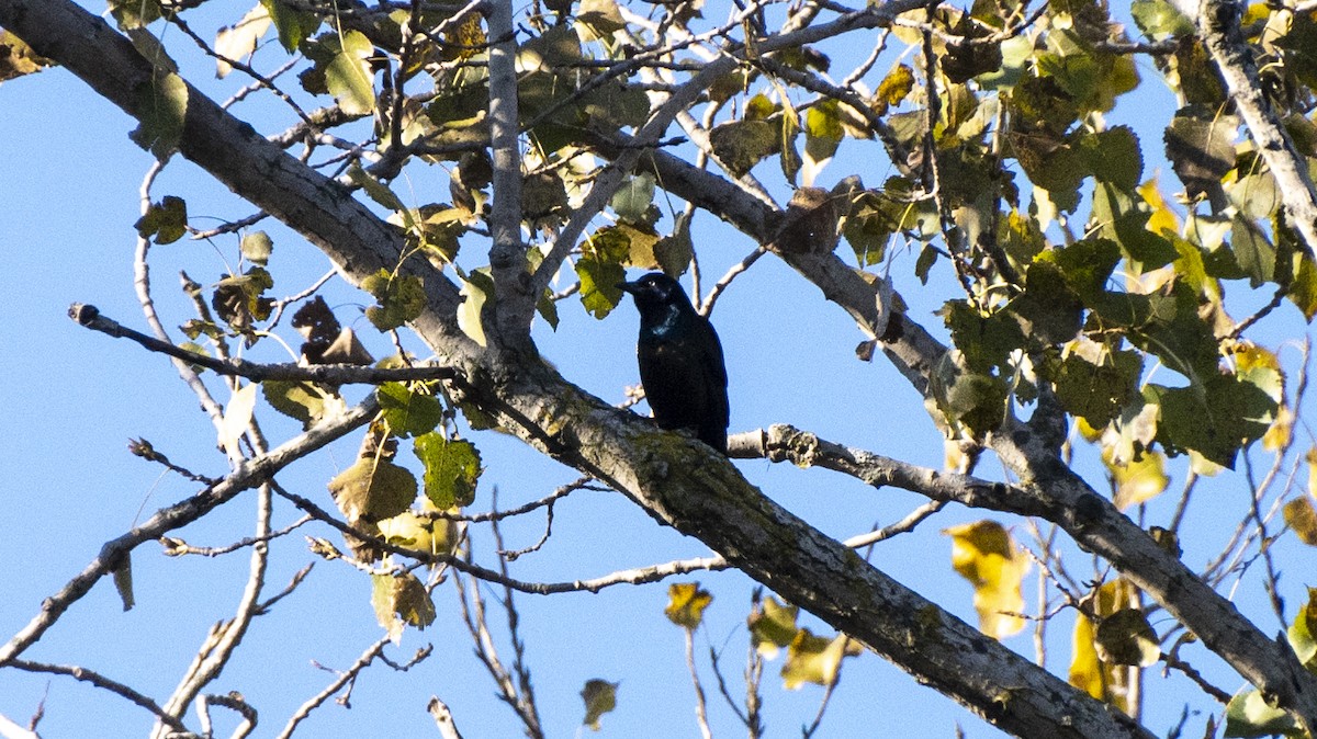 glanstrupial - ML644247584