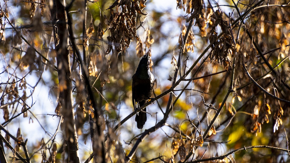 glanstrupial - ML644247585