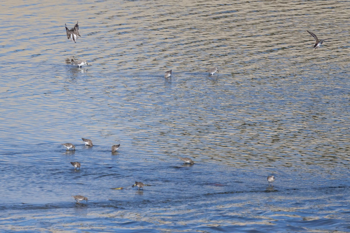 Correlimos sp. - ML644247586