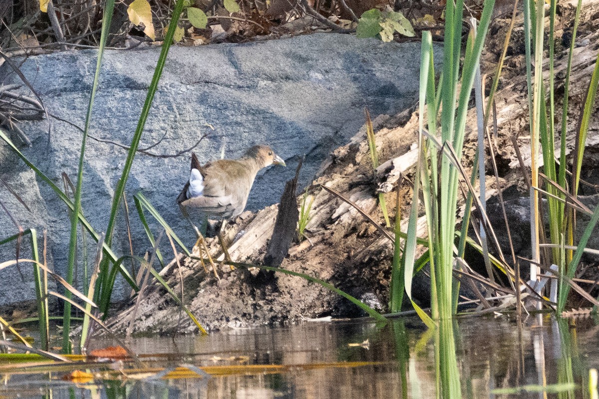 Uroilo urdin amerikarra - ML644247593