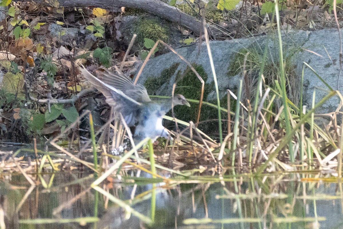 Uroilo urdin amerikarra - ML644247594