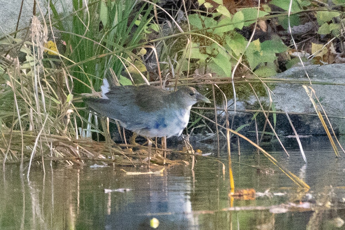 Uroilo urdin amerikarra - ML644247597