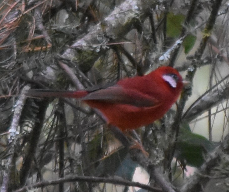 Red Warbler - ML644247598
