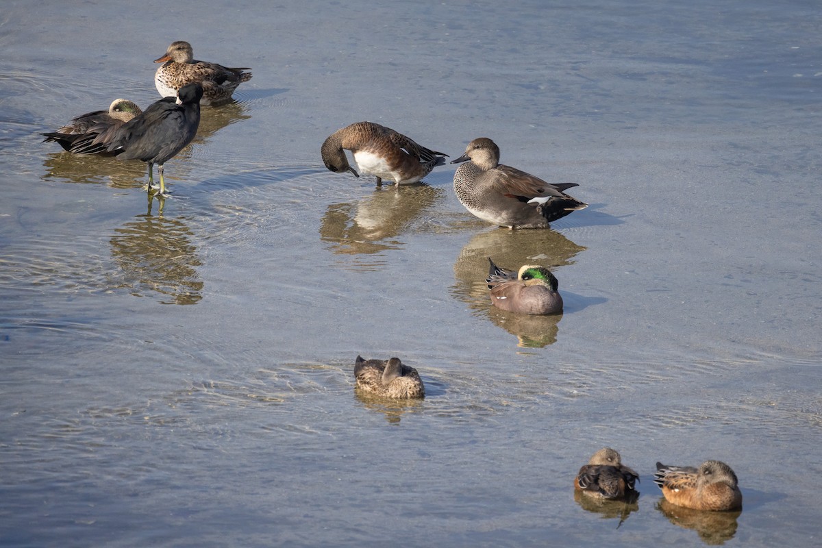 Amerika Fiyusu - ML644247641