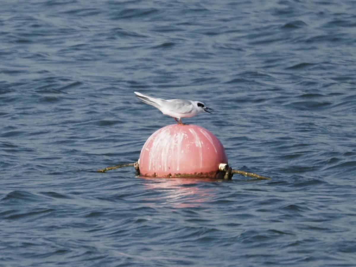 メリケンアジサシ - ML644247644