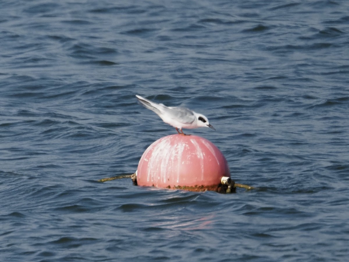 メリケンアジサシ - ML644247645