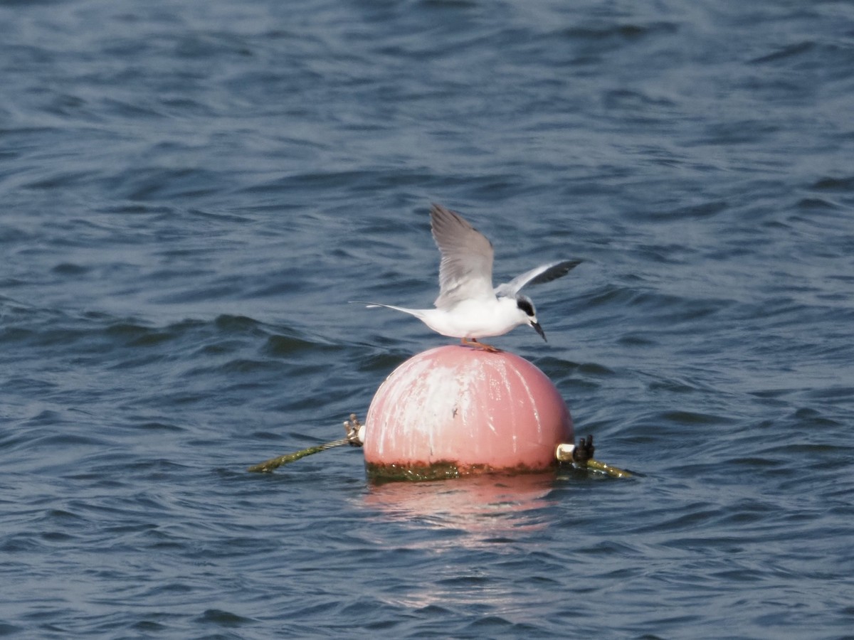 メリケンアジサシ - ML644247646