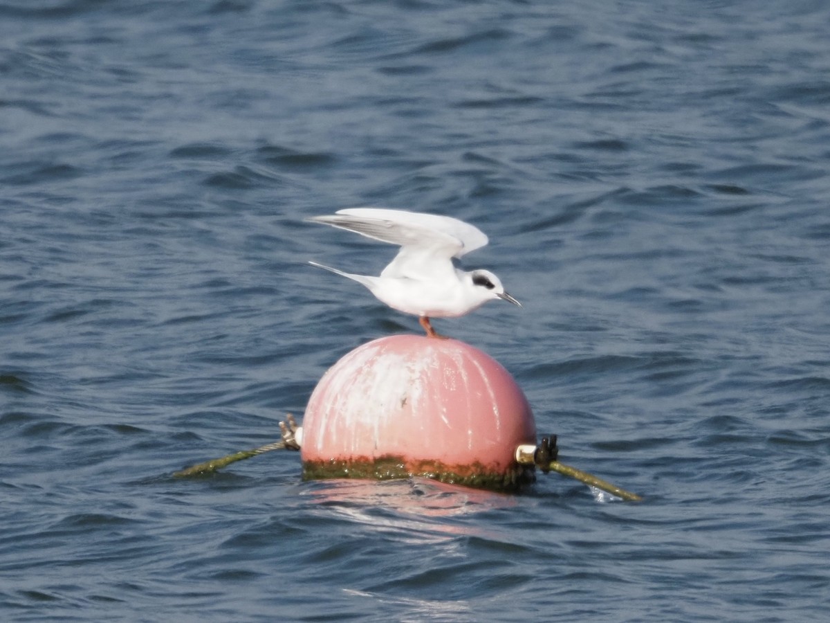 メリケンアジサシ - ML644247647