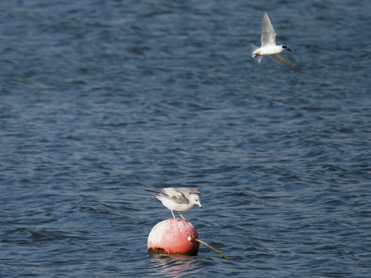 メリケンアジサシ - ML644247648