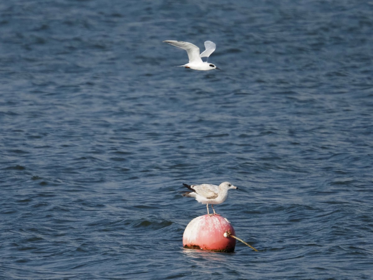 メリケンアジサシ - ML644247649