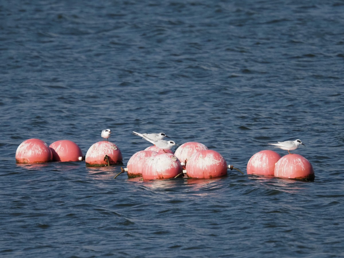 メリケンアジサシ - ML644247650