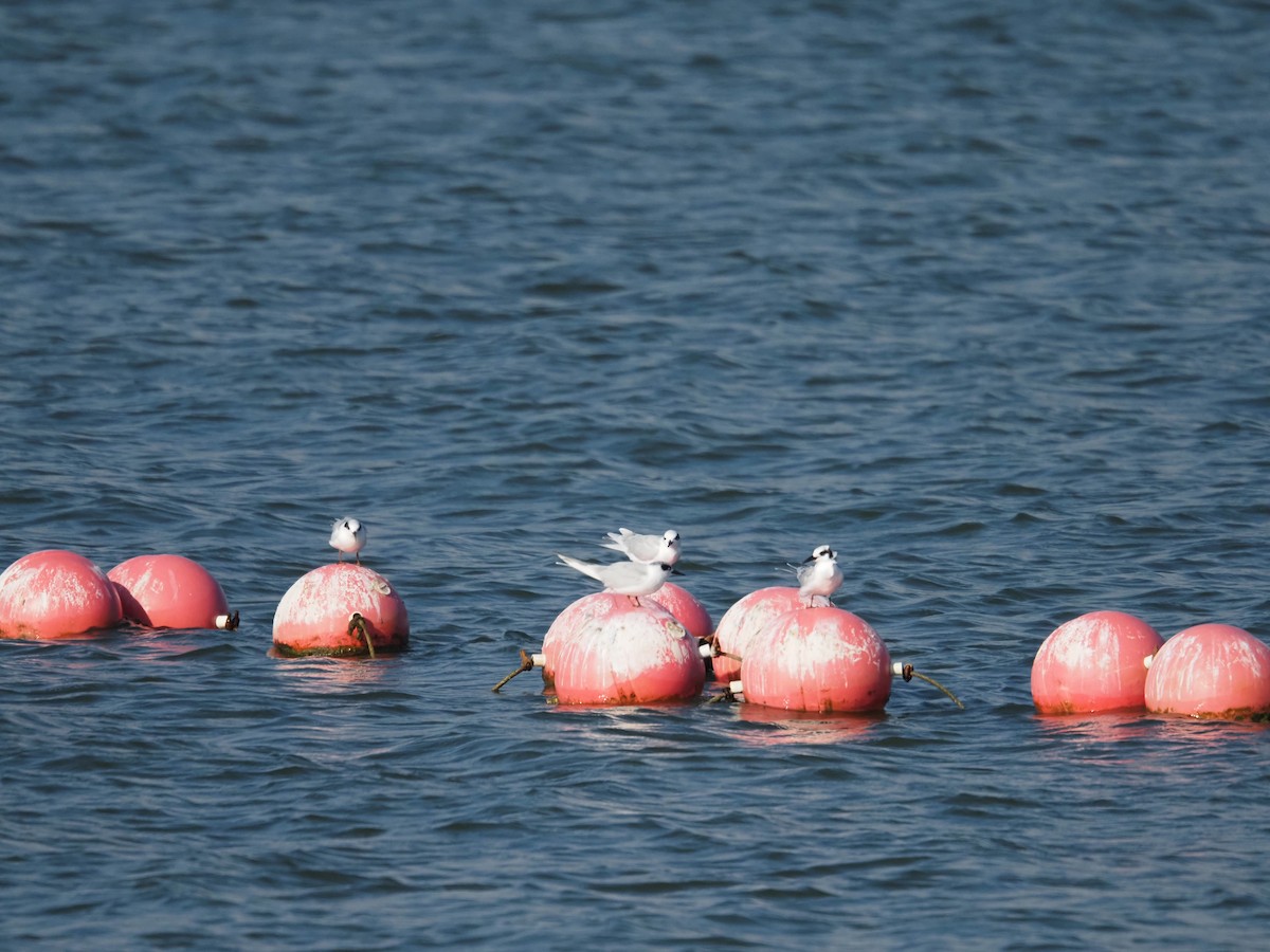 メリケンアジサシ - ML644247651