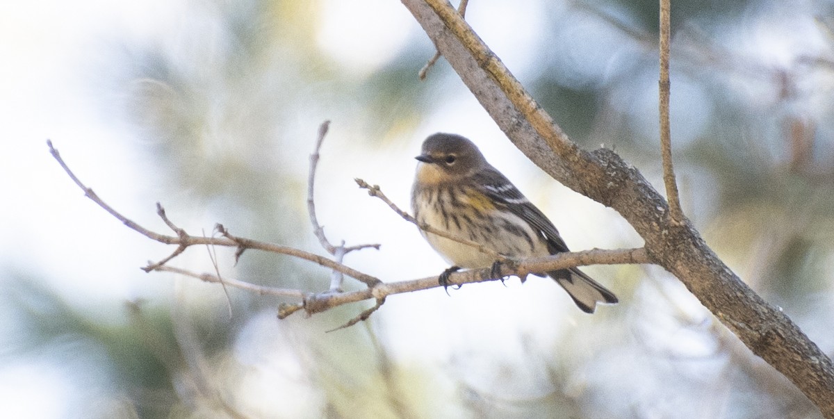 myrteparula - ML644247652