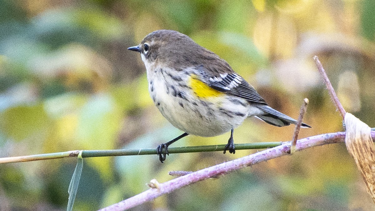 myrteparula - ML644247653