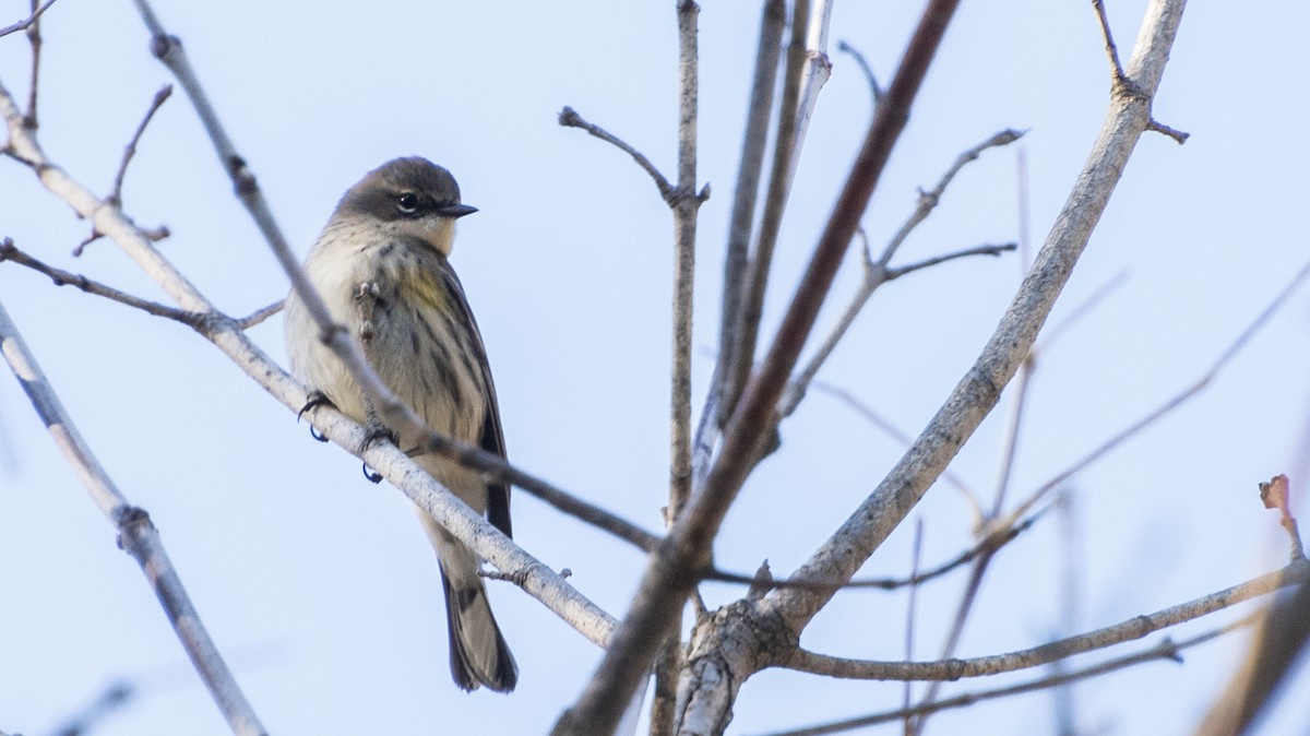 myrteparula - ML644247654