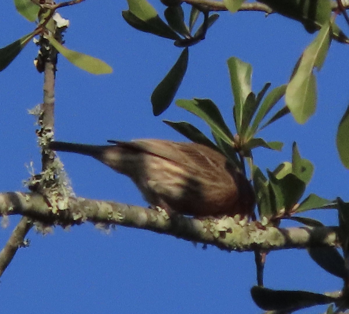 House Finch - ML644247663