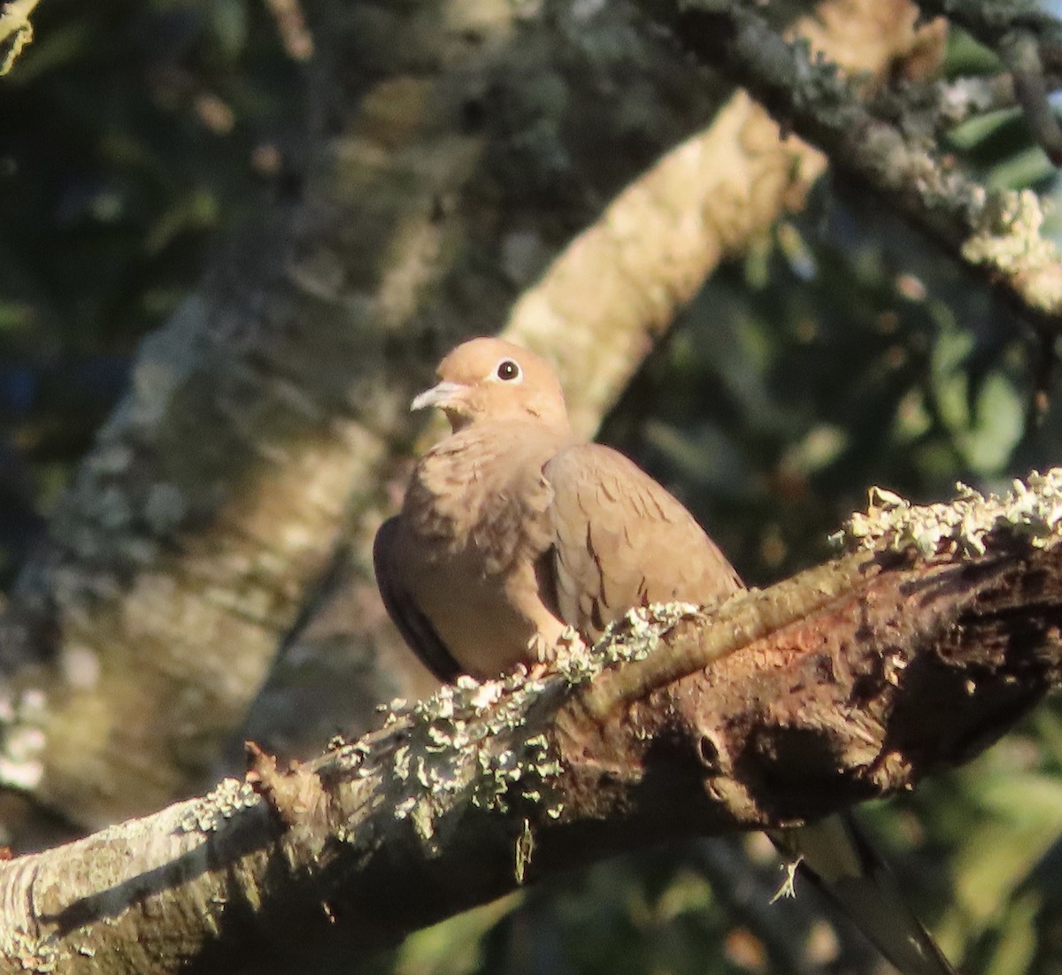 Mourning Dove - ML644247664