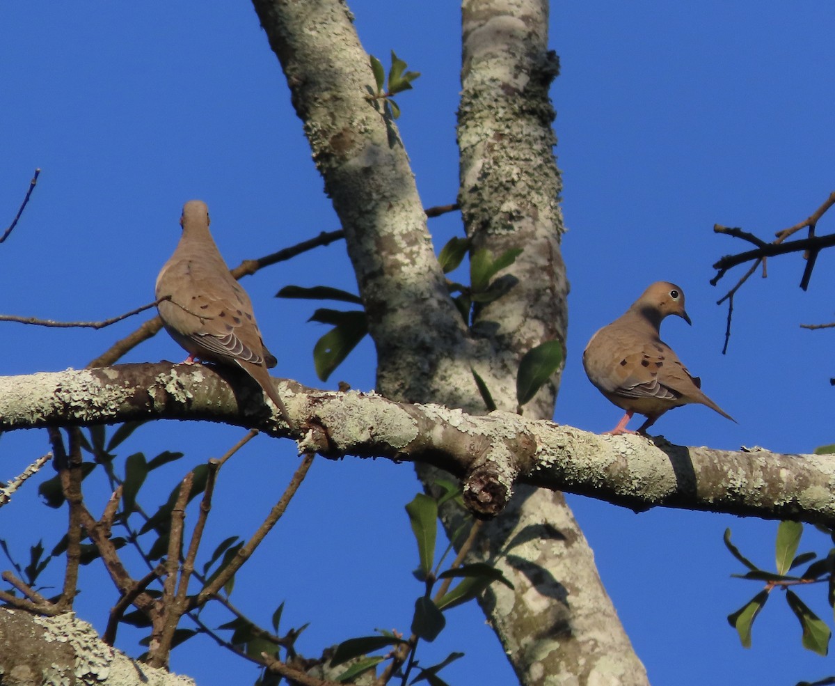 Mourning Dove - ML644247666