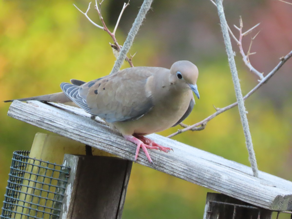 Mourning Dove - ML644247667
