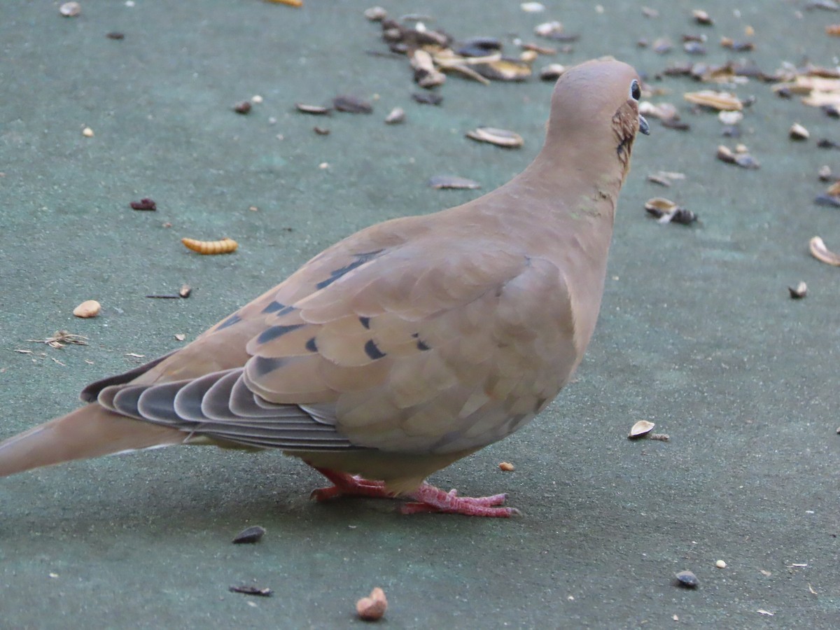 Mourning Dove - ML644247668