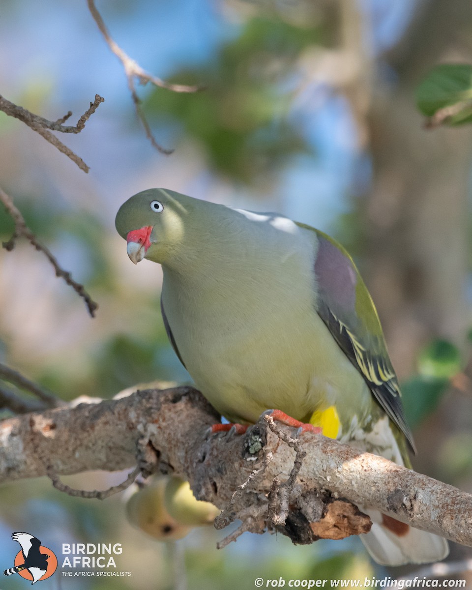 African Green-Pigeon - ML644247670
