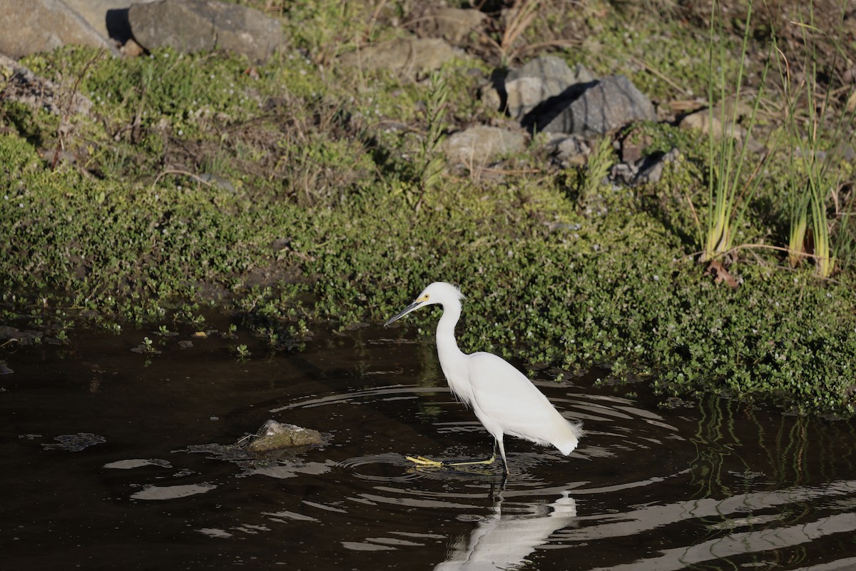 Snowy Egret - ML644247671