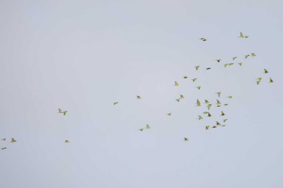 Alev Başlıklı Papağan - ML644247707