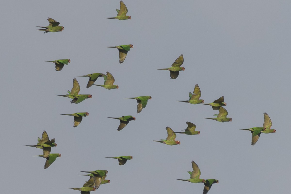 Alev Başlıklı Papağan - ML644247709