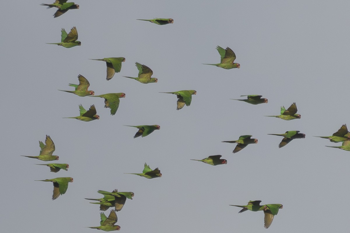 Alev Başlıklı Papağan - ML644247710