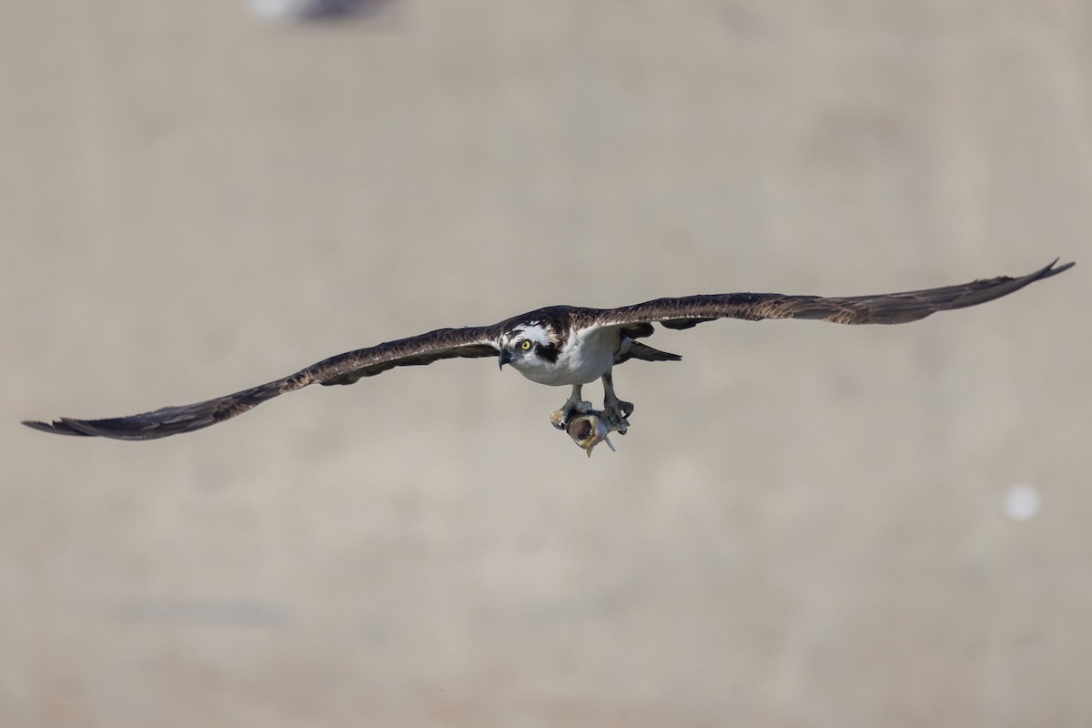 Osprey - ML644247721