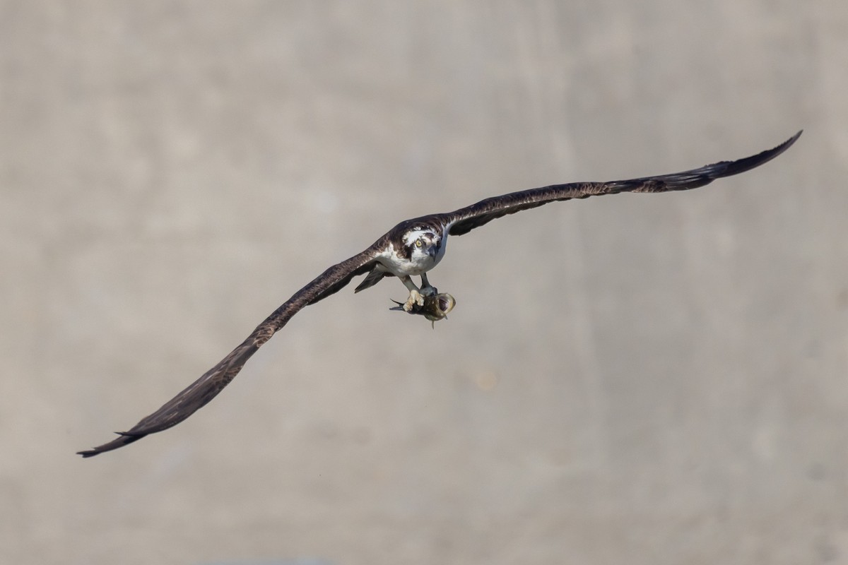 Osprey - ML644247723