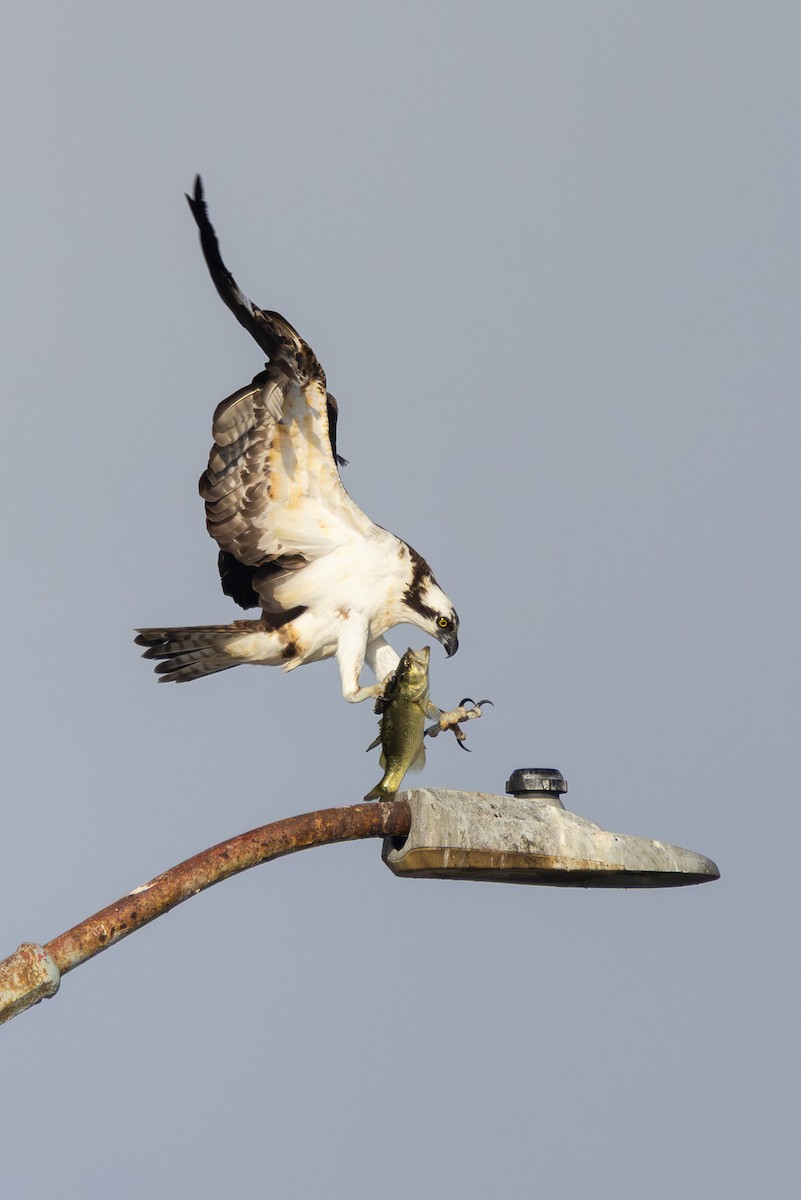 Osprey - ML644247726