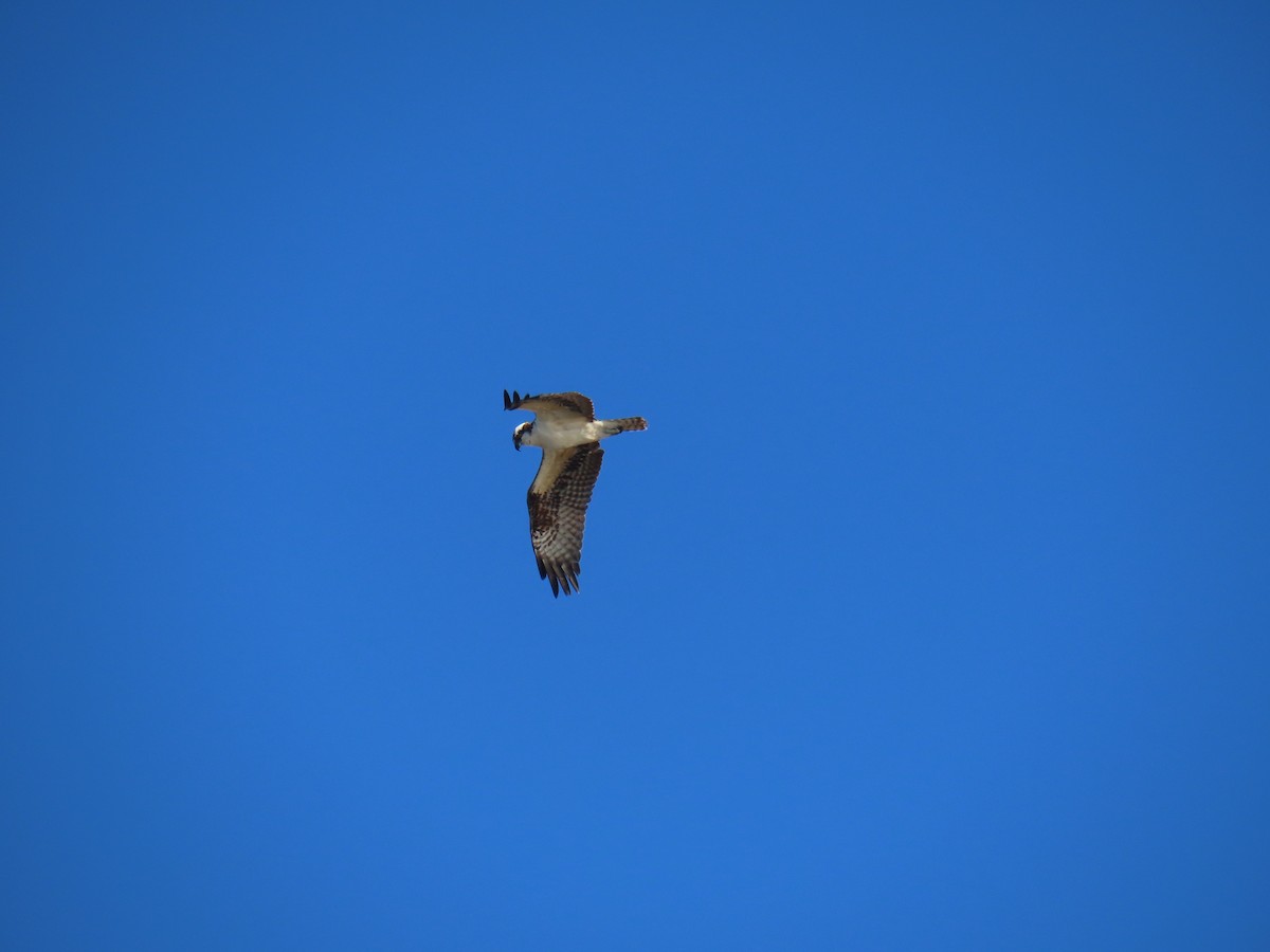 Osprey - ML644247751