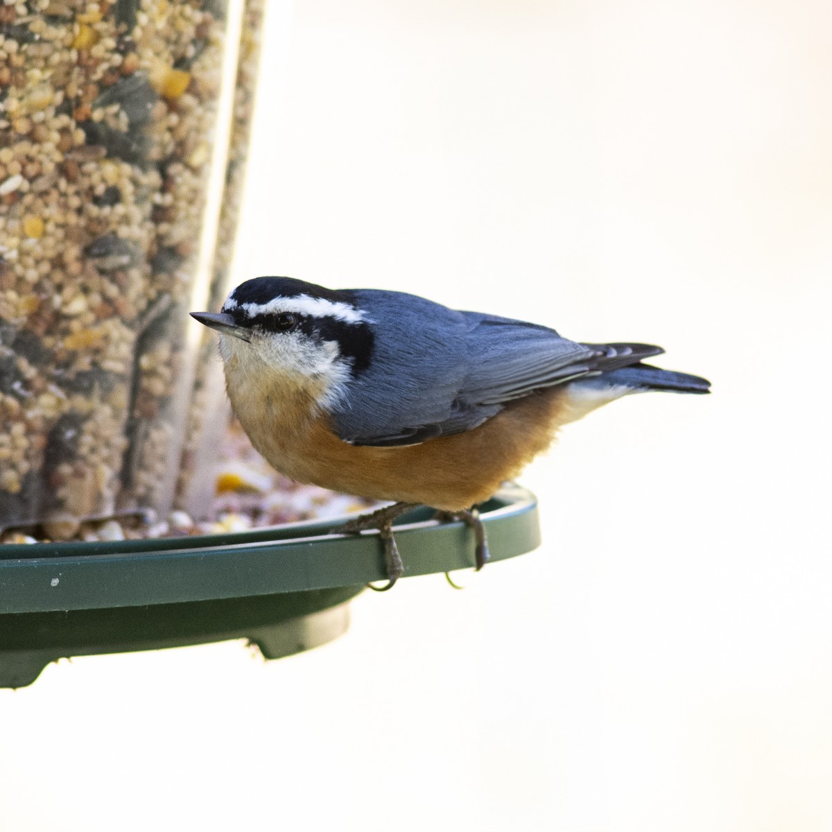 rustspettmeis - ML644247752