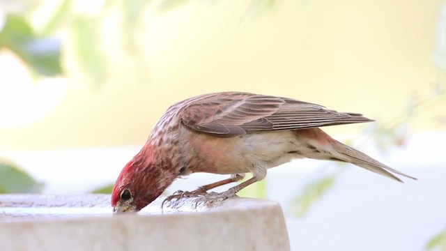 ズアカマシコ - ML644247777