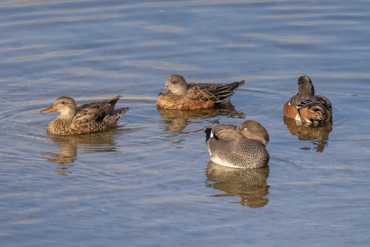 Amerika Fiyusu - ML644247780