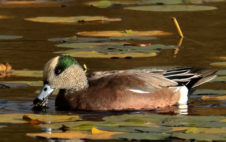 Amerika Fiyusu - ML644247791