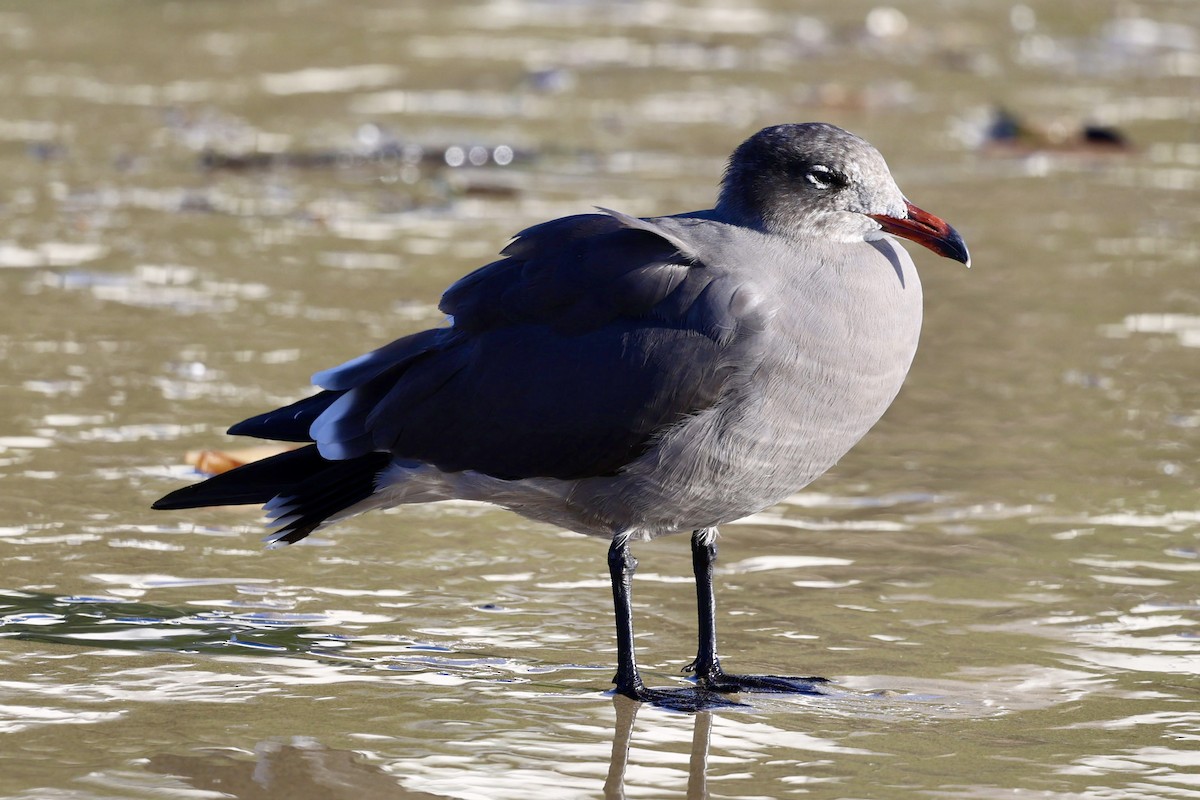 Heermann's Gull - ML644247792