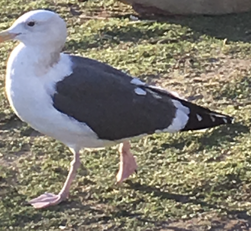 Western Gull - ML644247814