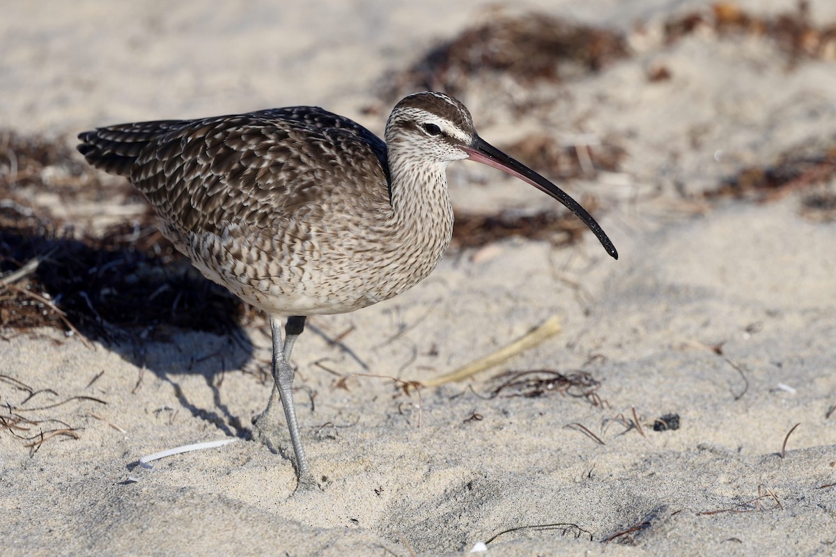 Hudsonian Whimbrel - ML644247824