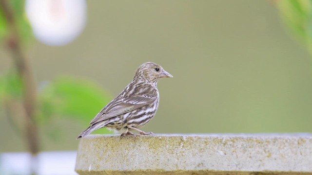 マツノキヒワ - ML644247826