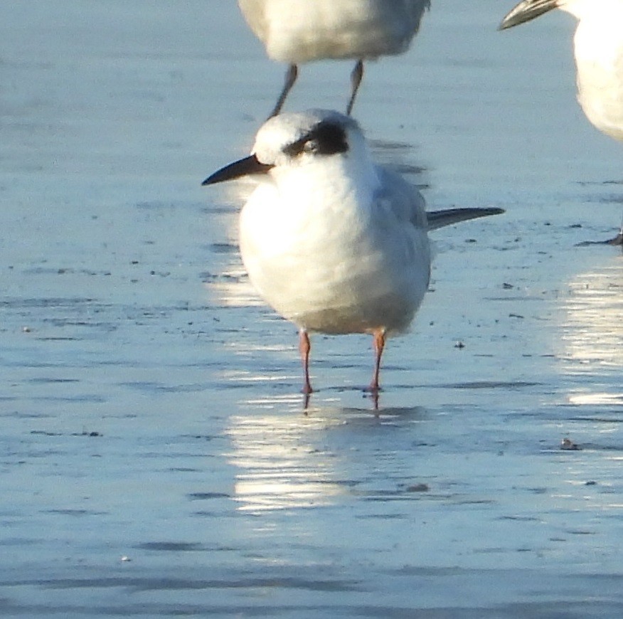 メリケンアジサシ - ML644247838