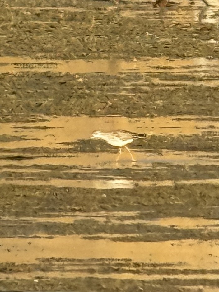 チドリ目 - ML644247848