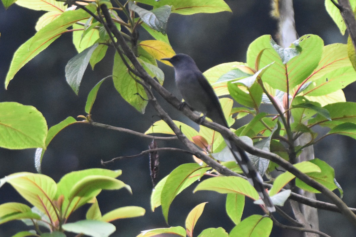 Long-tailed Sibia - ML644247851