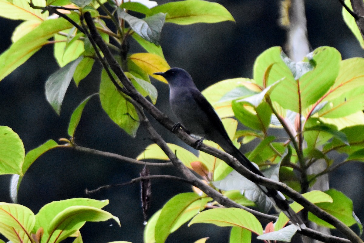 Long-tailed Sibia - ML644247852