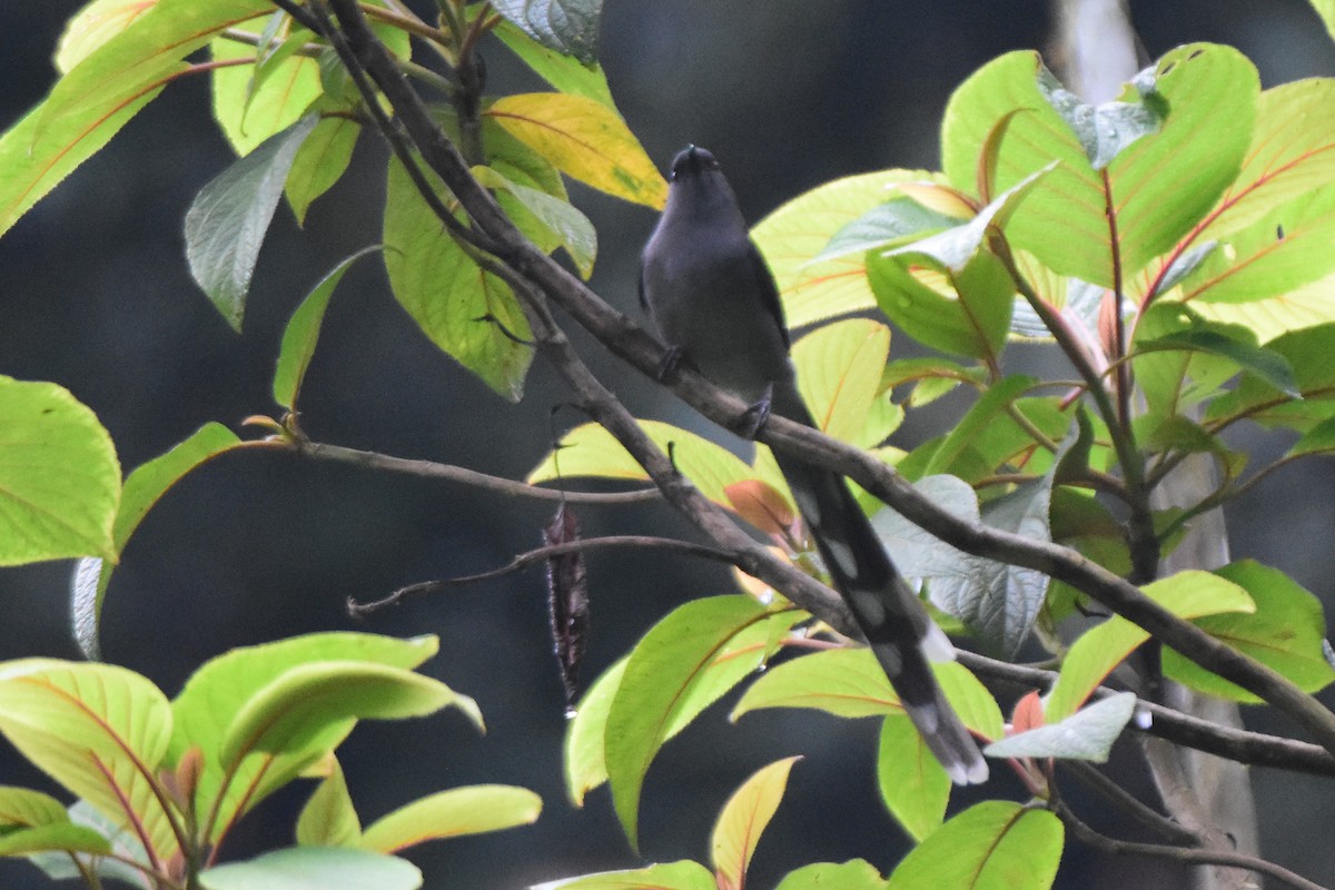 Long-tailed Sibia - ML644247853