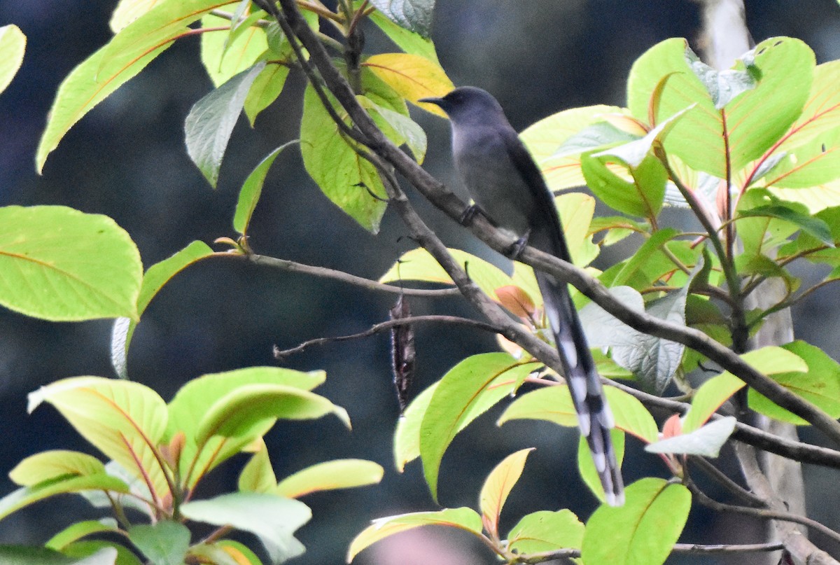 Long-tailed Sibia - ML644247854