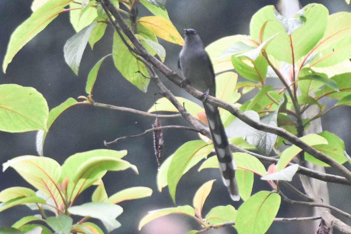 Long-tailed Sibia - ML644247857